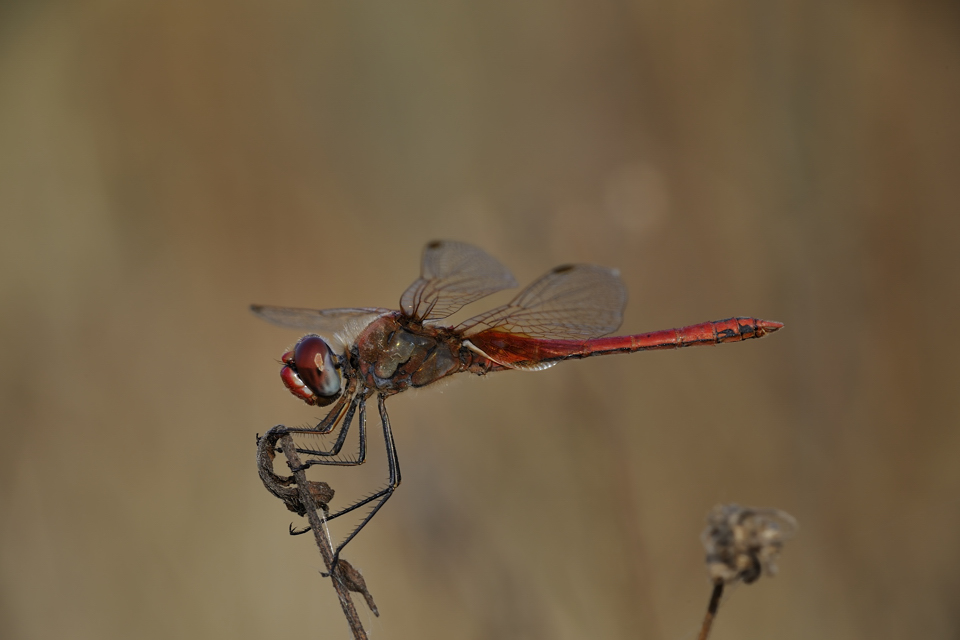 Sympetrum fonscolombei maschio? - S